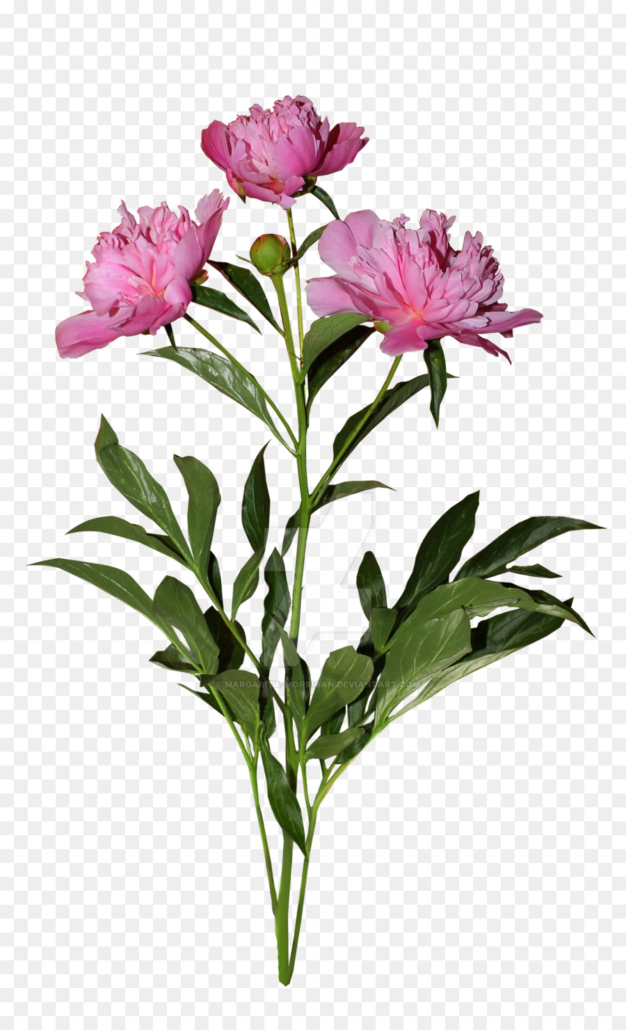 Flores Cor De Rosa，Florescer PNG