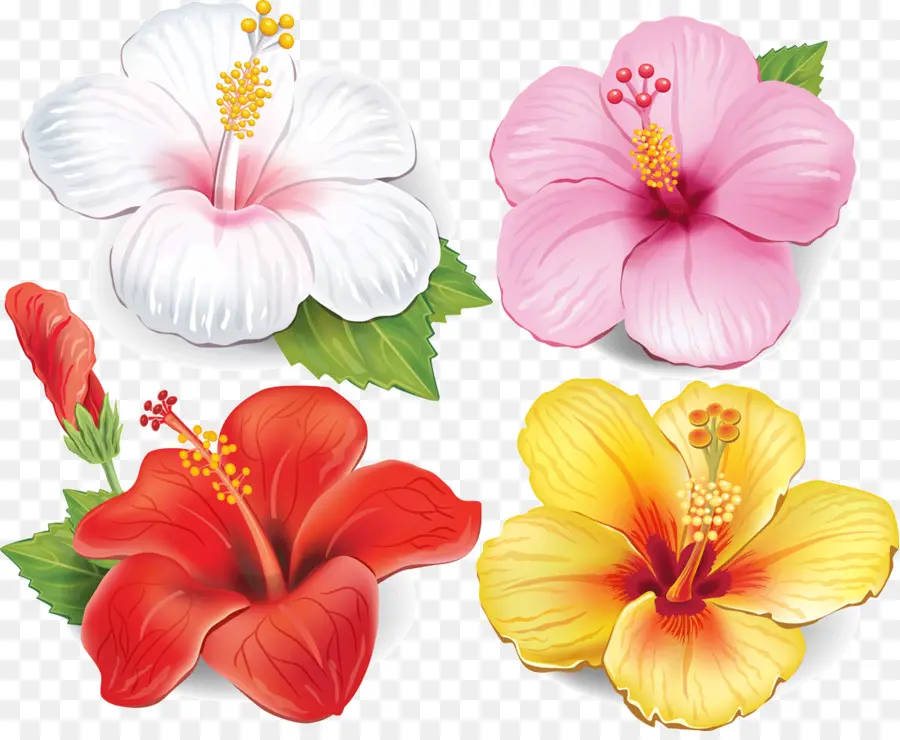 Flores De Hibisco，Florescer PNG