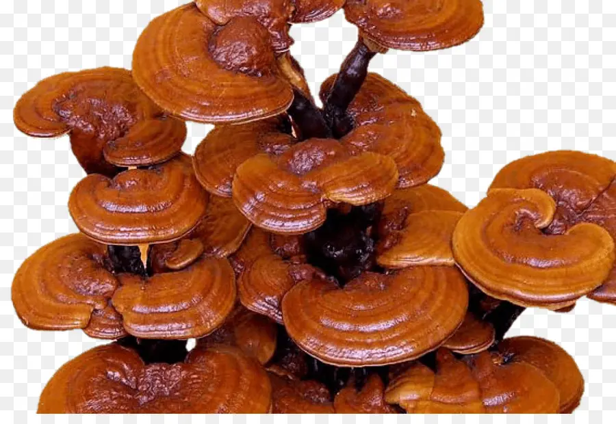 Cogumelos Reishi，Fungo PNG