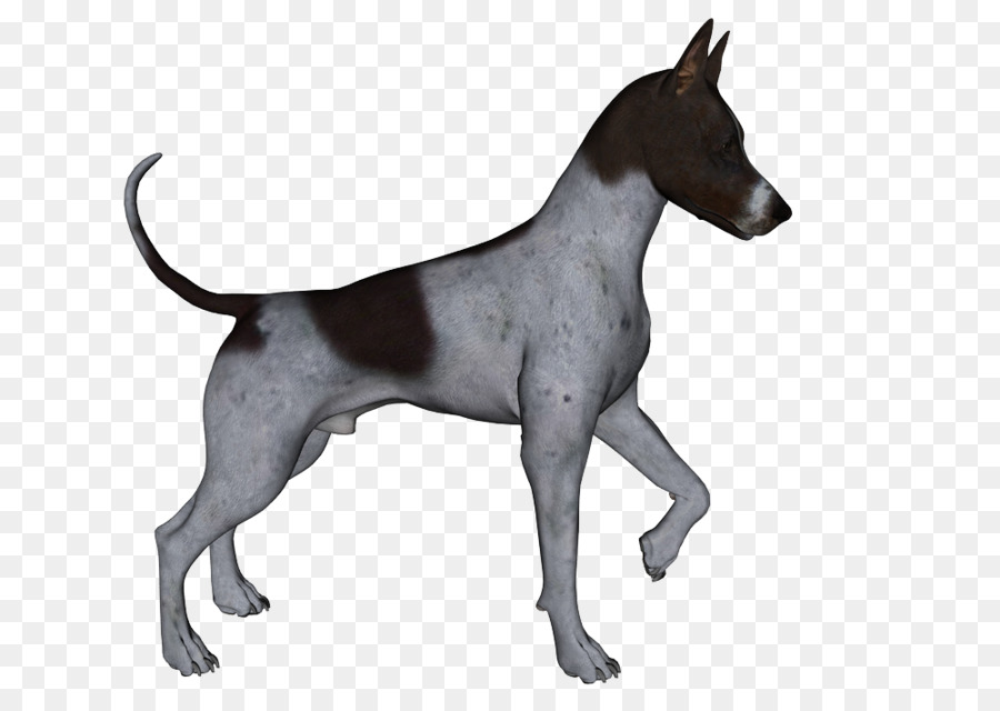 O Manchester Terrier，Alemão Pinscher PNG