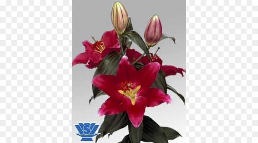 Lilium，Flor PNG