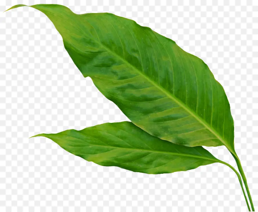 Folhas Verdes，Plantar PNG