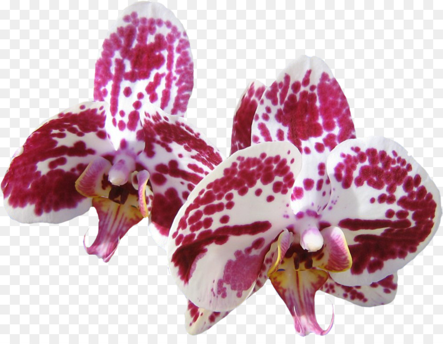 Papel De Parede Da área De Trabalho，Orquídeas PNG