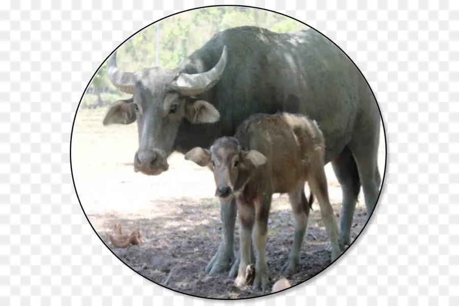 Carabao，Cabra PNG