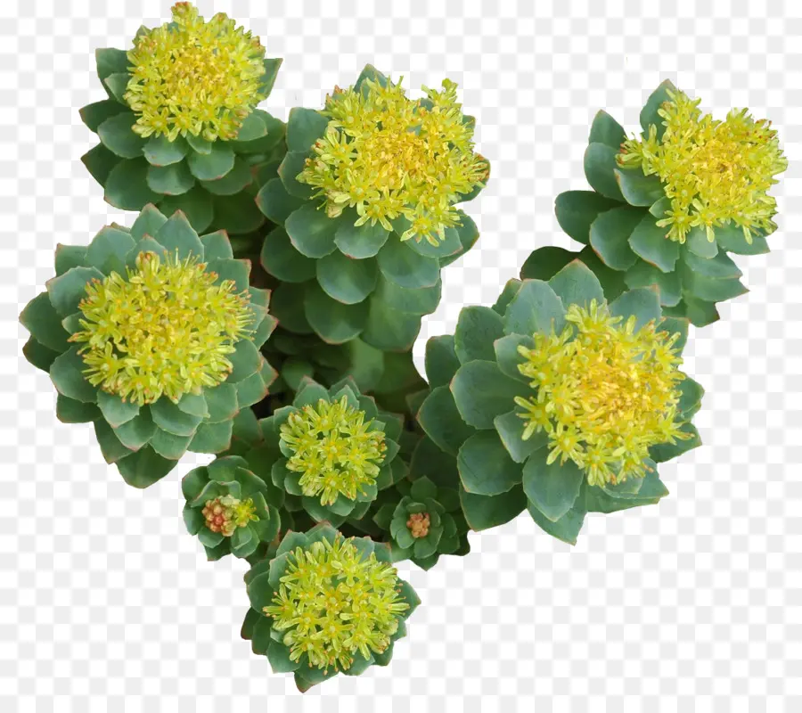 Rhodiola Rosea，Adaptogen PNG