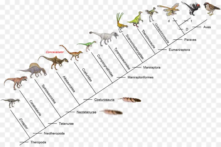 Evolução Dos Dinossauros，Evolução PNG