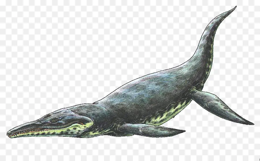 Kronosaurus，Plesiosauria PNG