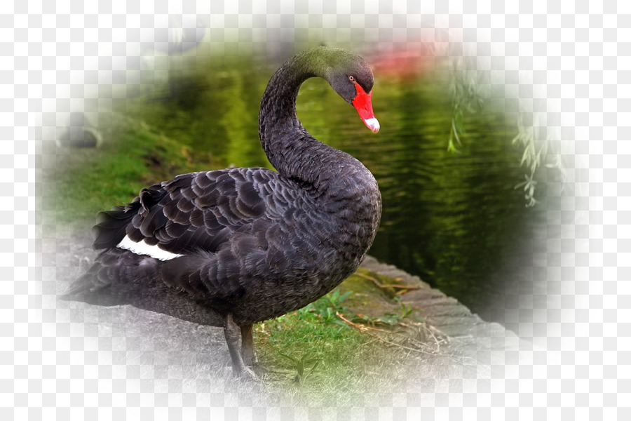 Cisne Negro，Aves PNG