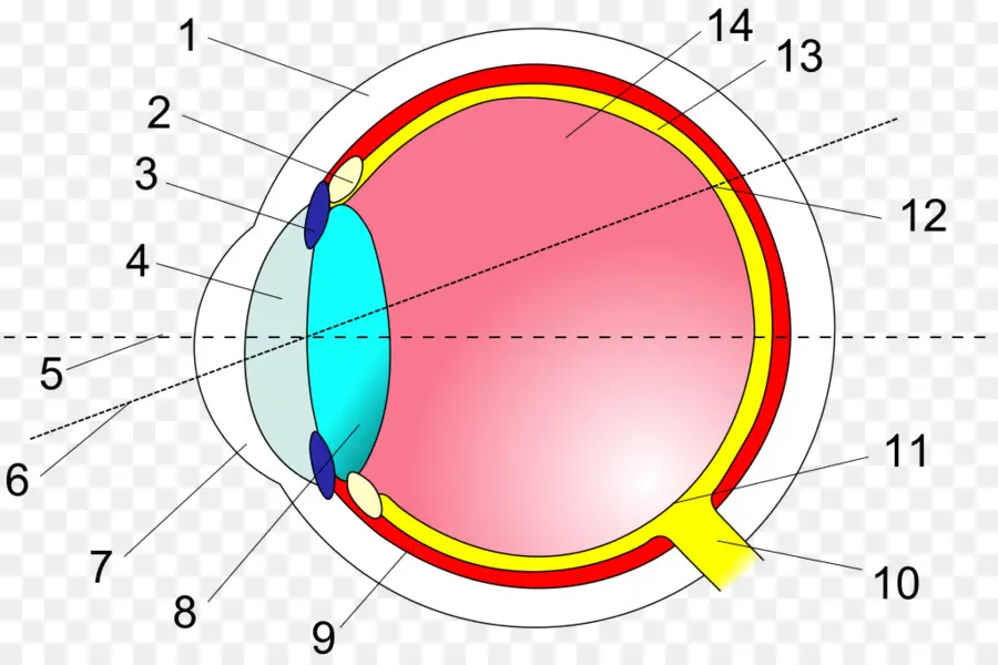 Diagrama De Olho，Lente PNG