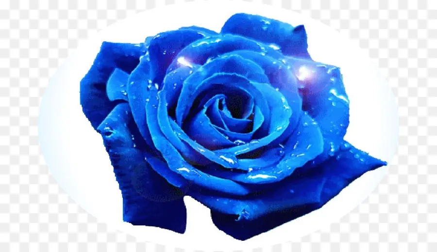 Rosa Azul，Flor PNG