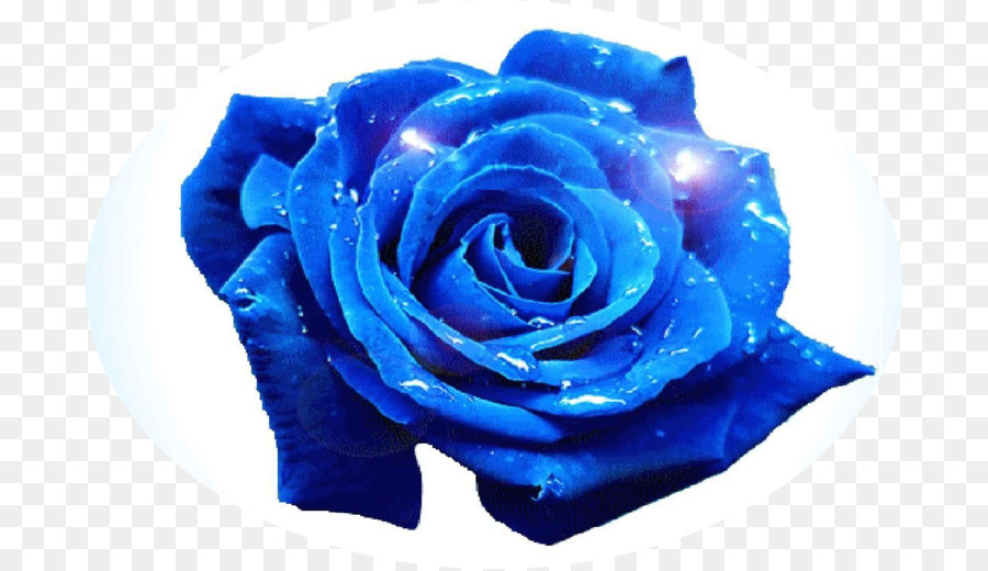 Rosa Azul, Rosa, Azul png transparente grátis