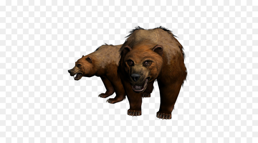 Urso，Gato PNG