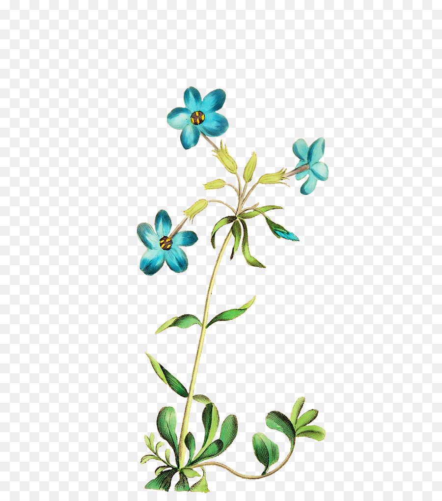 Flores，Branco PNG