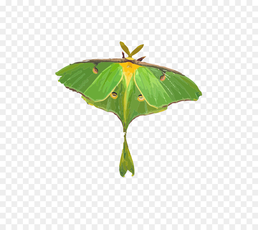 Mariposa，Inseto PNG