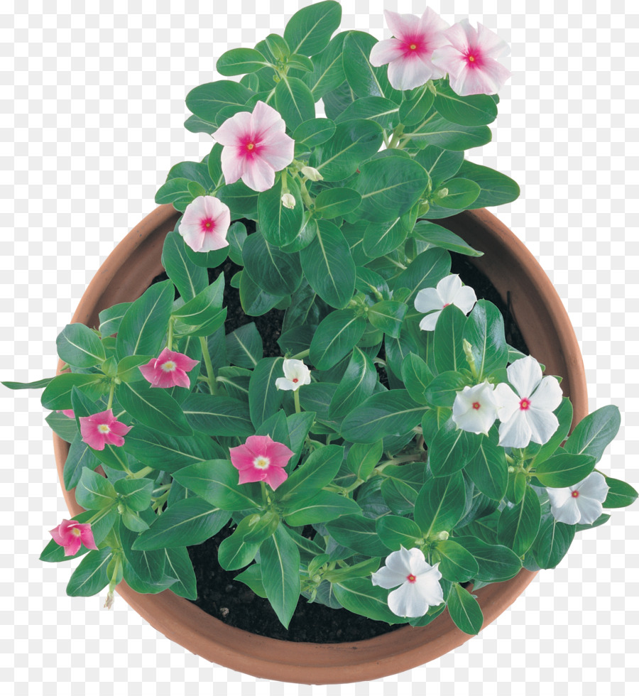 Flowerpot，Planta De Casa PNG