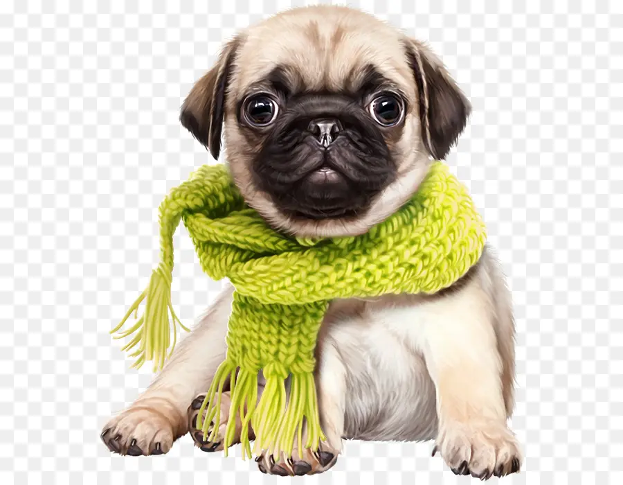 Filhote De Cachorro，Pug PNG