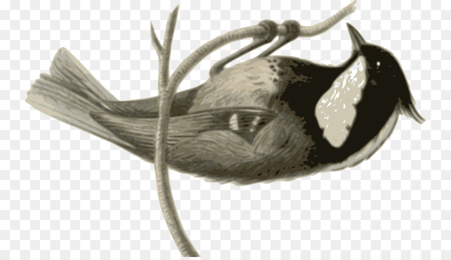 Aves，Cinza PNG