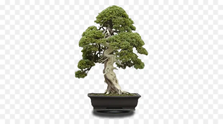 Árvore Bonsai，Miniatura PNG