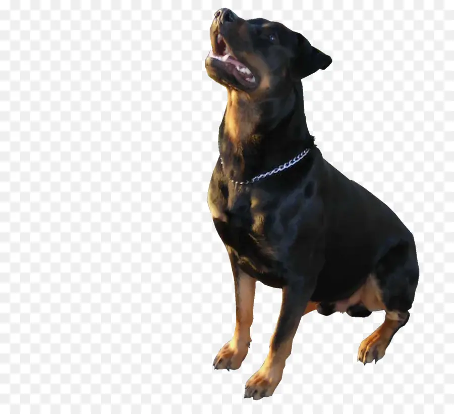 Alemão Pinscher，Rottweiler PNG