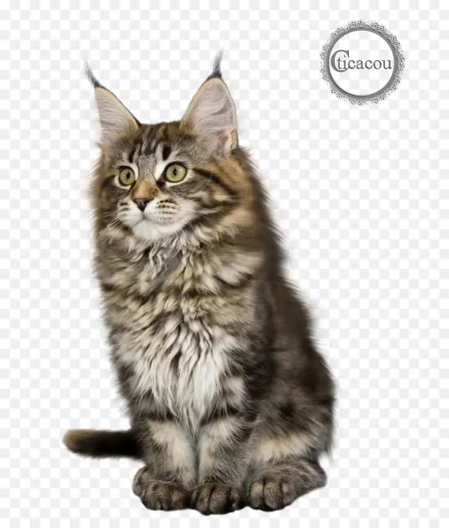 Maine Coon，Gatinho PNG