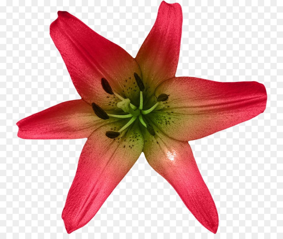 Flor，Lilium PNG