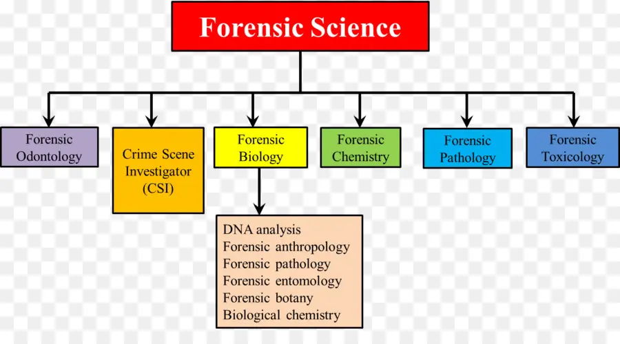 Diagrama De Ciência Forense，Forense PNG