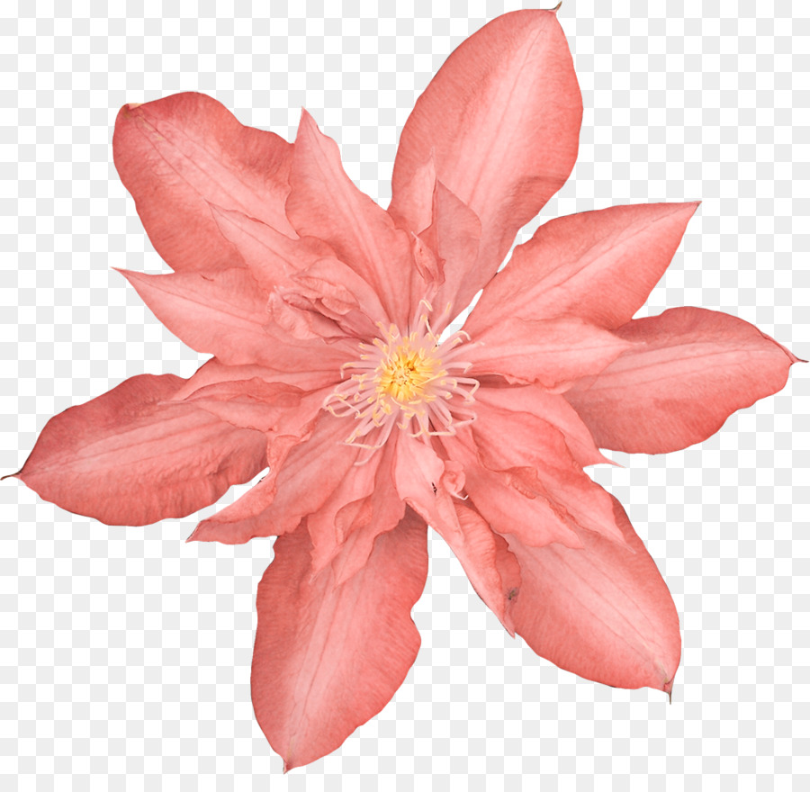 Flor Roxa，Florescer PNG