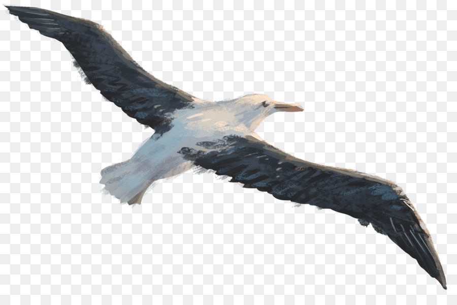 Gaivota，Vôo PNG