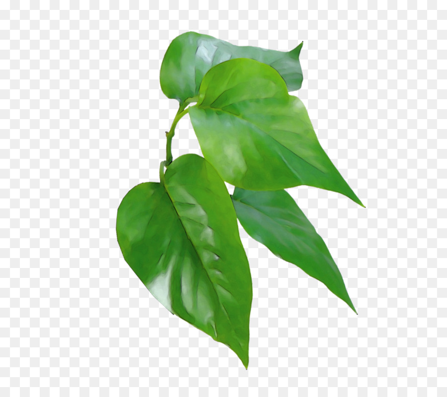 Lilás，Flor PNG