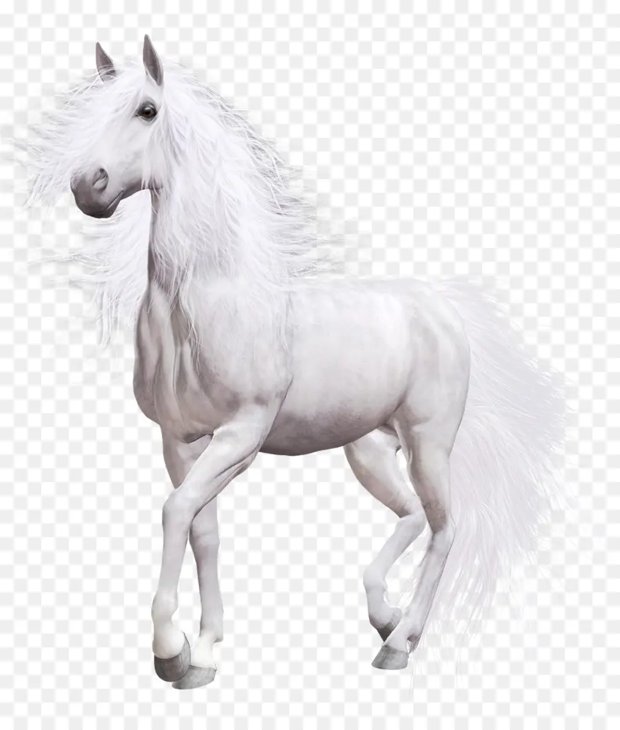 Cavalo Branco，Branco PNG