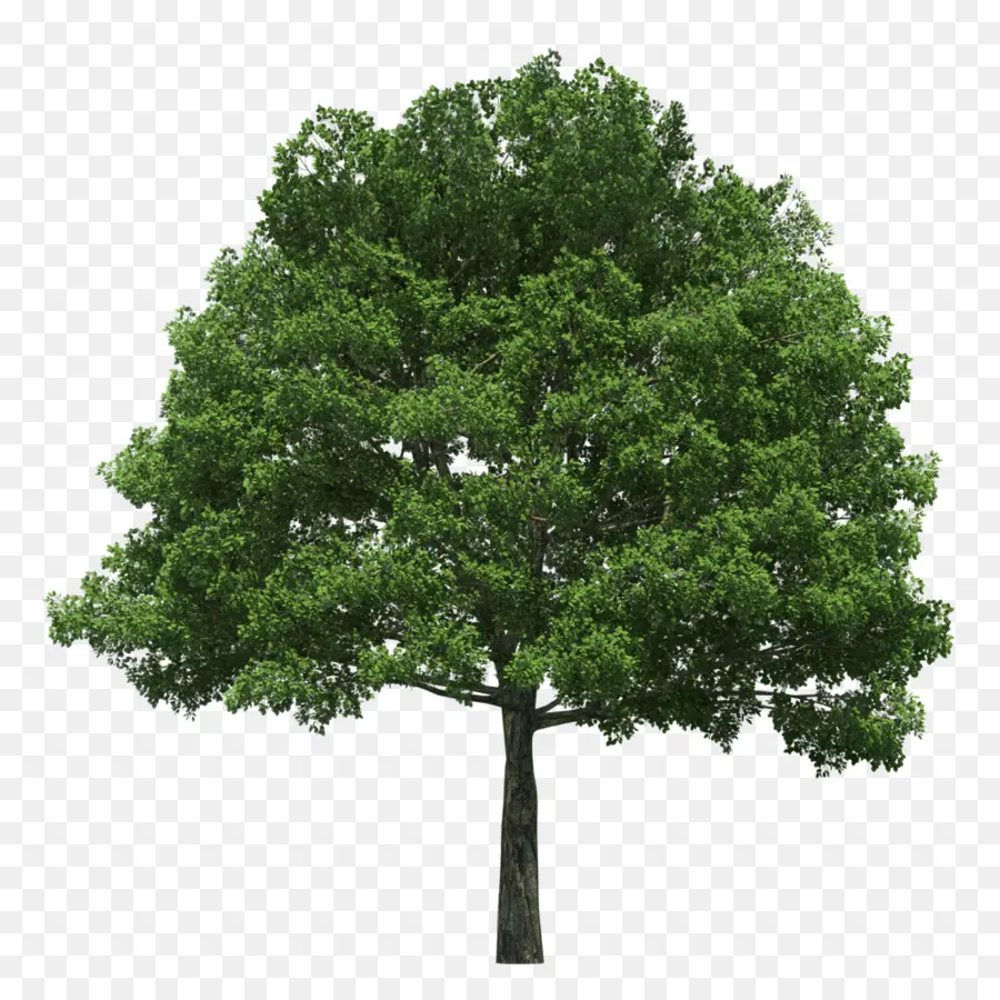 Evergreen，árvore PNG