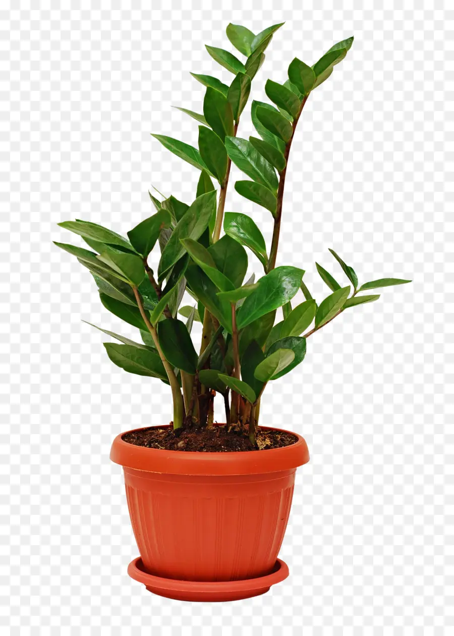 Planta De Casa，Planta PNG