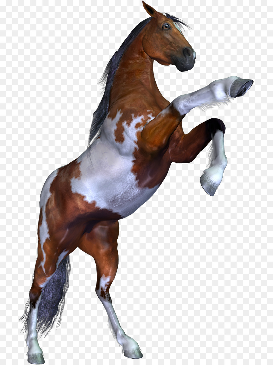 Potro，Cavalo PNG