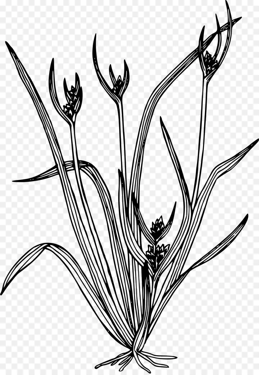 Arte De Linha，Carex Hystericina PNG