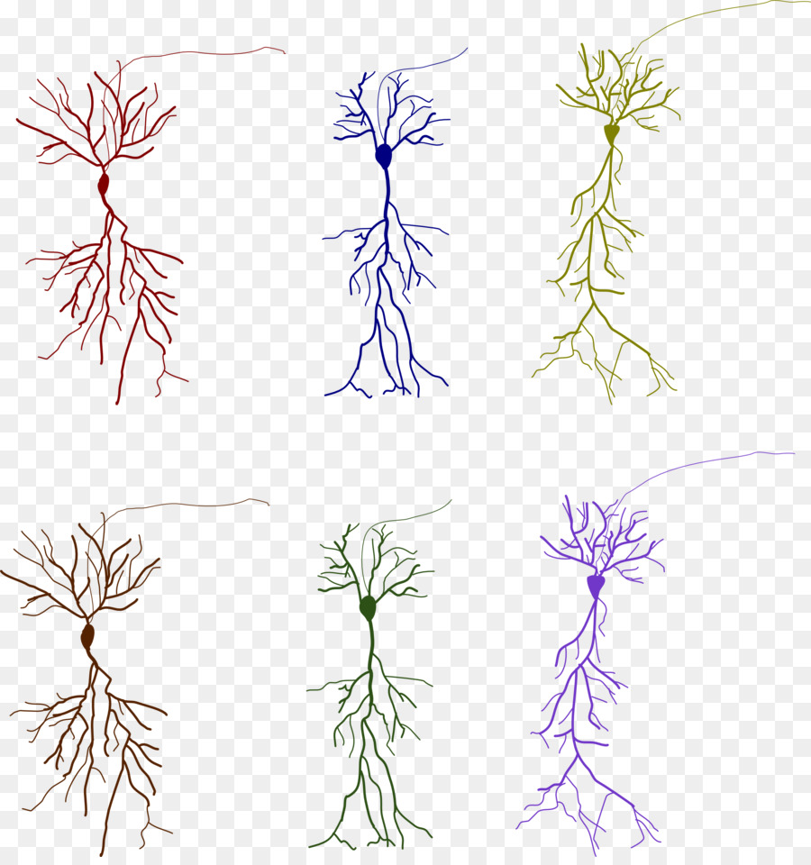 Células Neuronais，Cérebro PNG