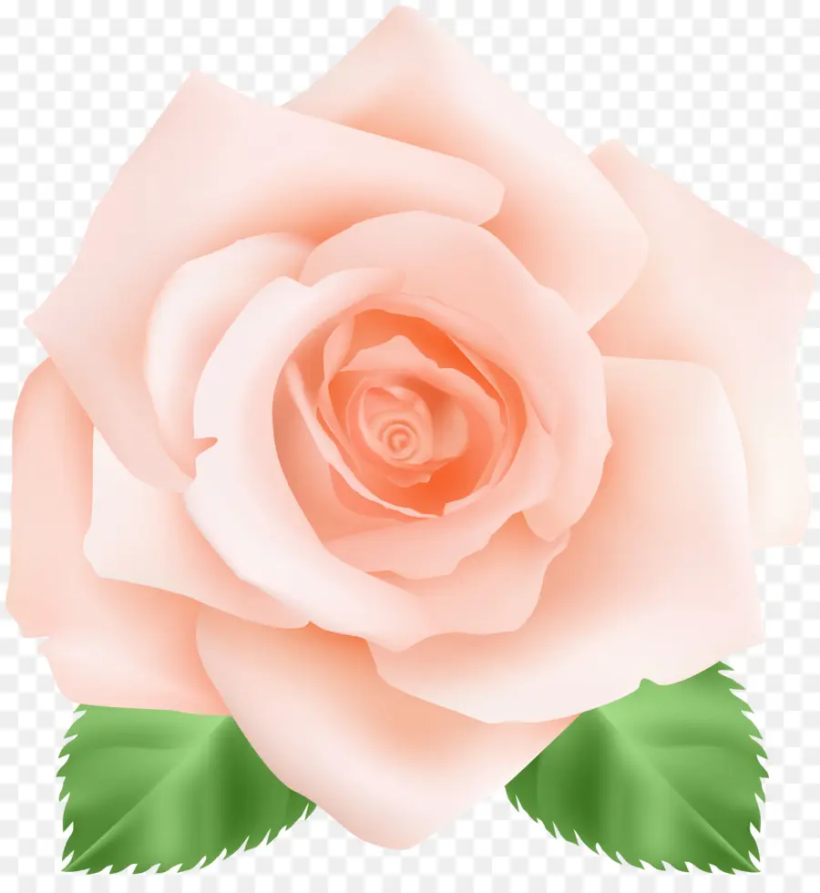 Rosa Rosa，Florescer PNG