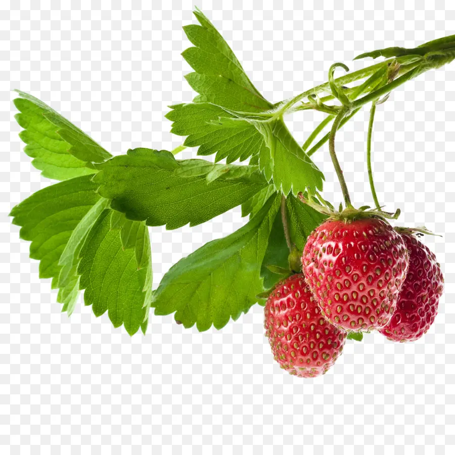 Planta De Morango，Fruta PNG