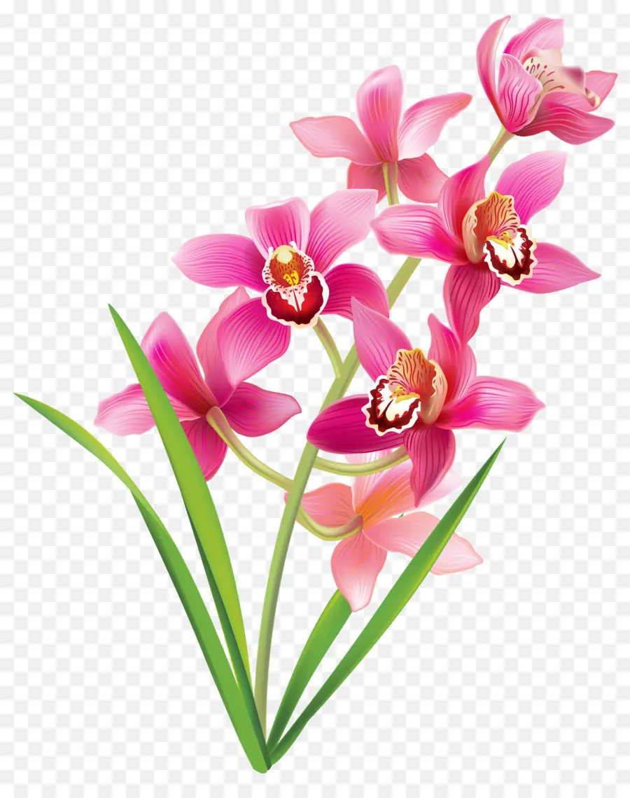 Orquídeas Rosa，Flores PNG