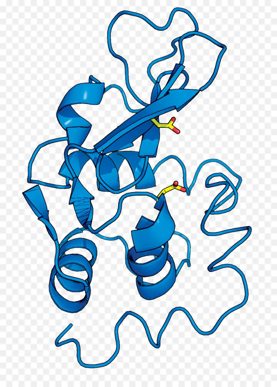 Estrutura Proteica，Proteína PNG