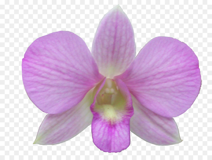 Orquídea，Rosa PNG