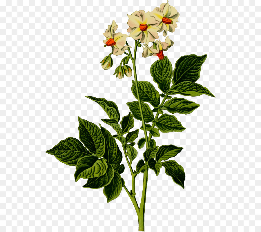 Planta De Batata，Folhas PNG