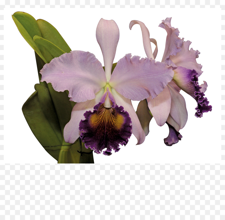 Cattleya Trianae，Flor PNG