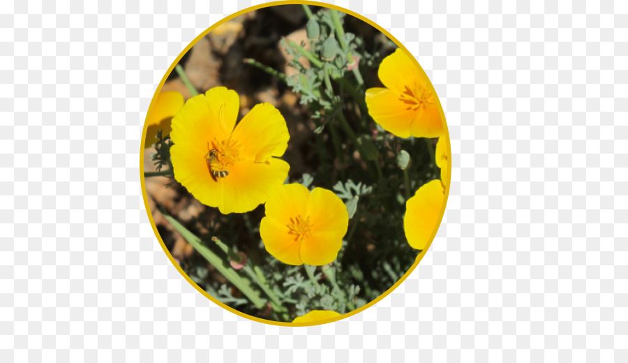 Universidade Da Califórnia Davis Arboreto，California Poppy PNG