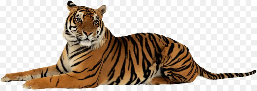 Tigre，Gato Grande PNG