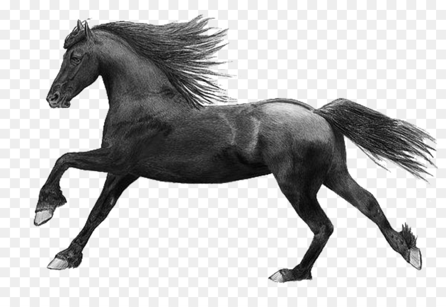 Cavalo Preto，Equino PNG