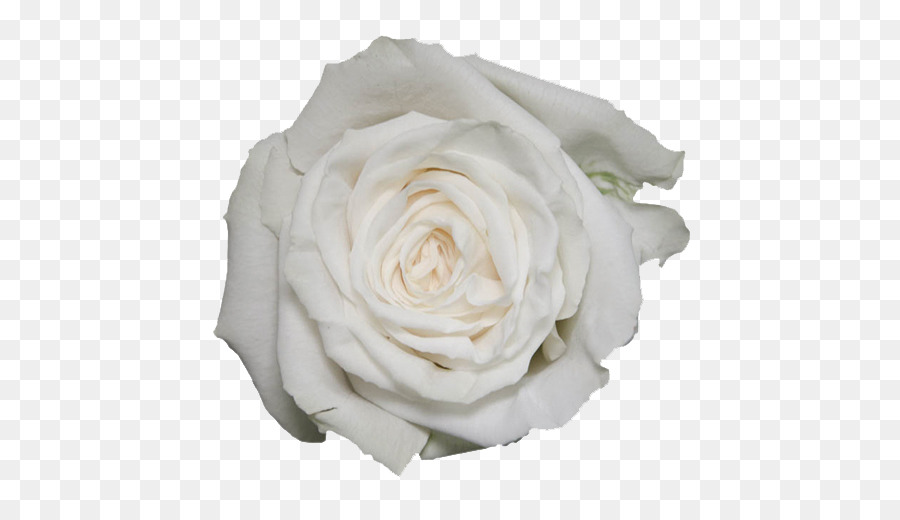 Rosa Branca，Florescer PNG