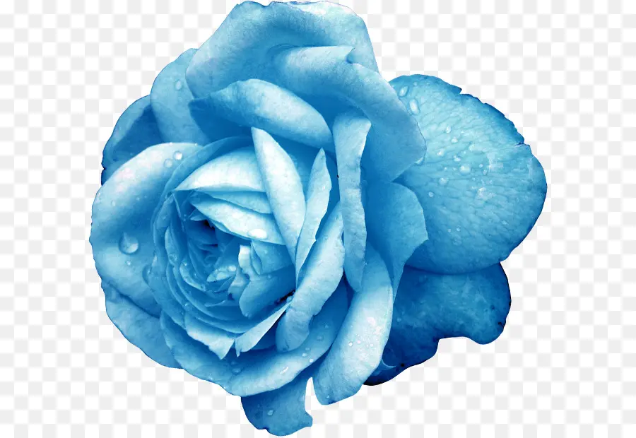 Rosa Azul，Azul PNG