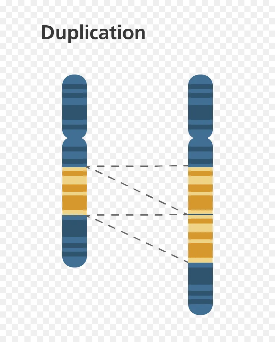 Cromossomo，Duplicação De Genes PNG