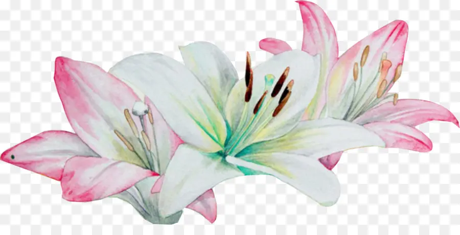 Pintura Em Aquarela，Lilium PNG