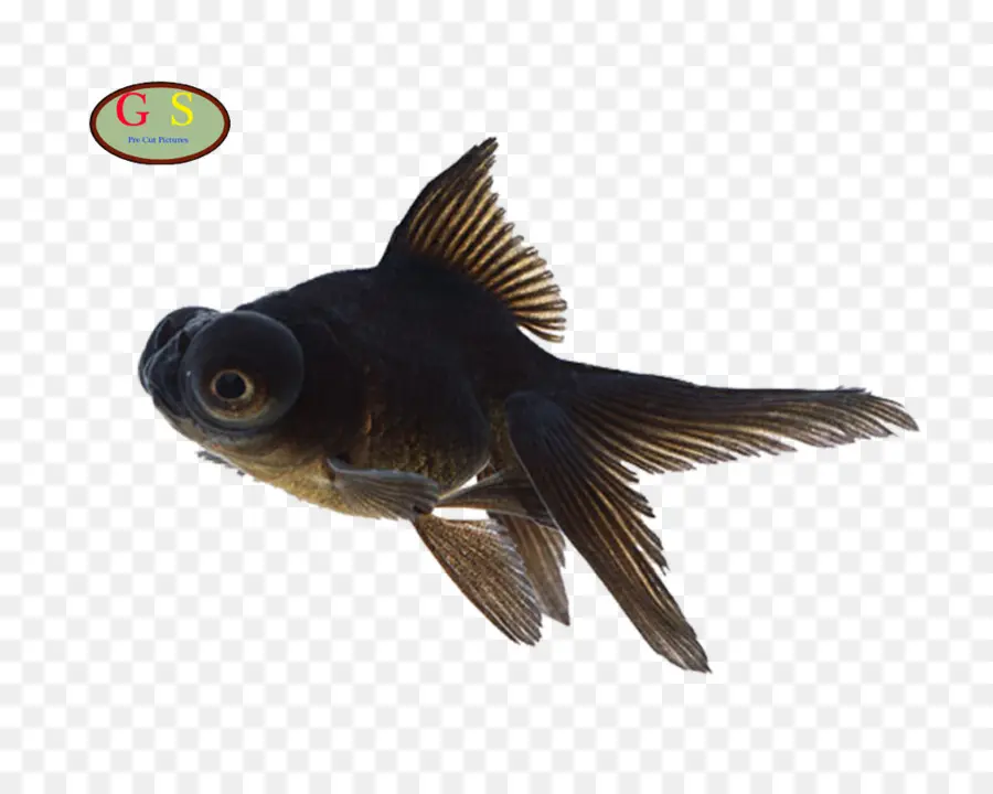 Peixe Dourado Preto，Aquático PNG